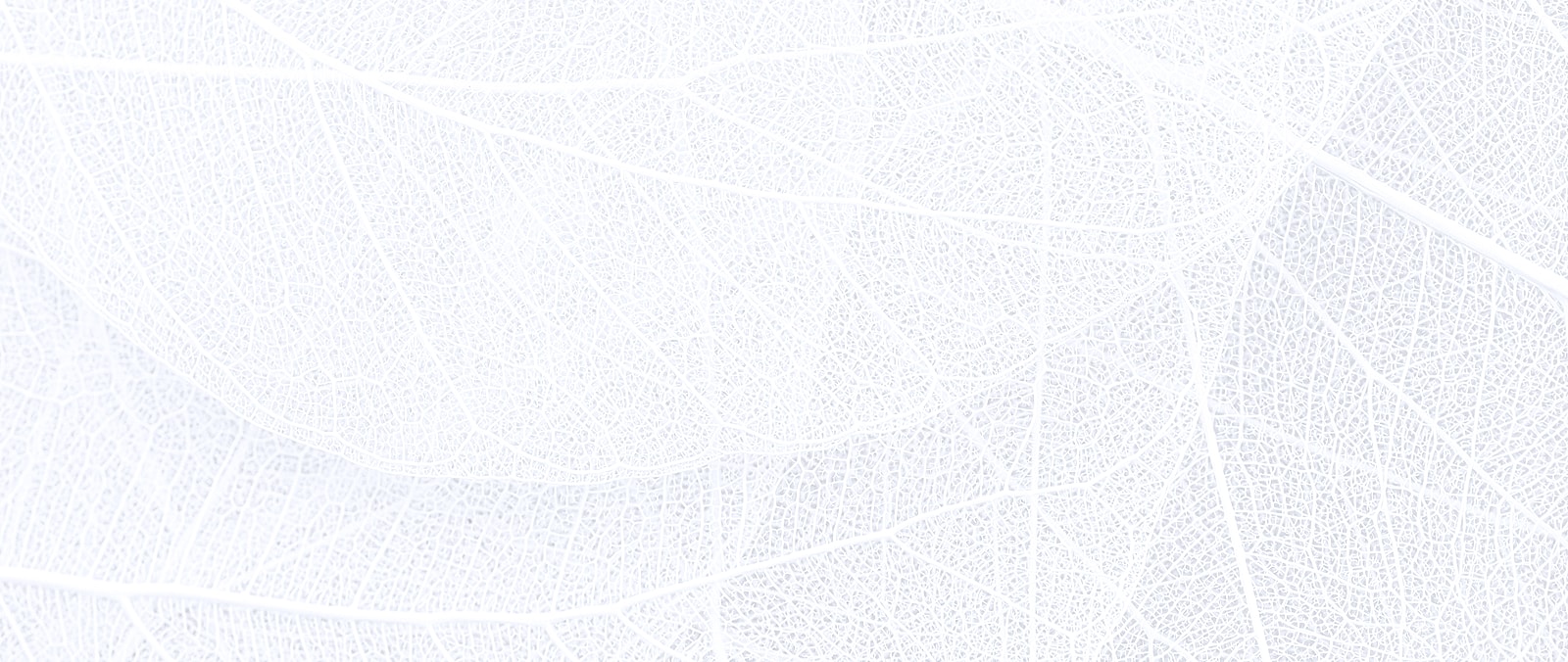 Delicate white leaf skeletons on white background.